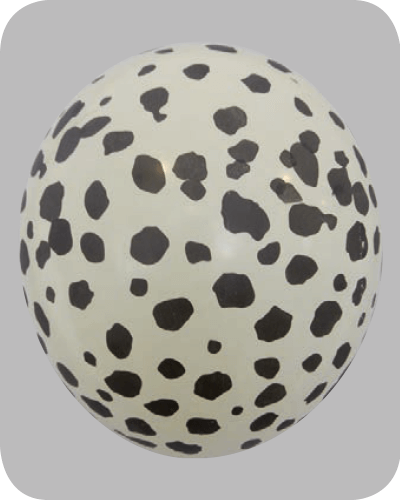 The Balloon Factory Bedrukte Ballonnen